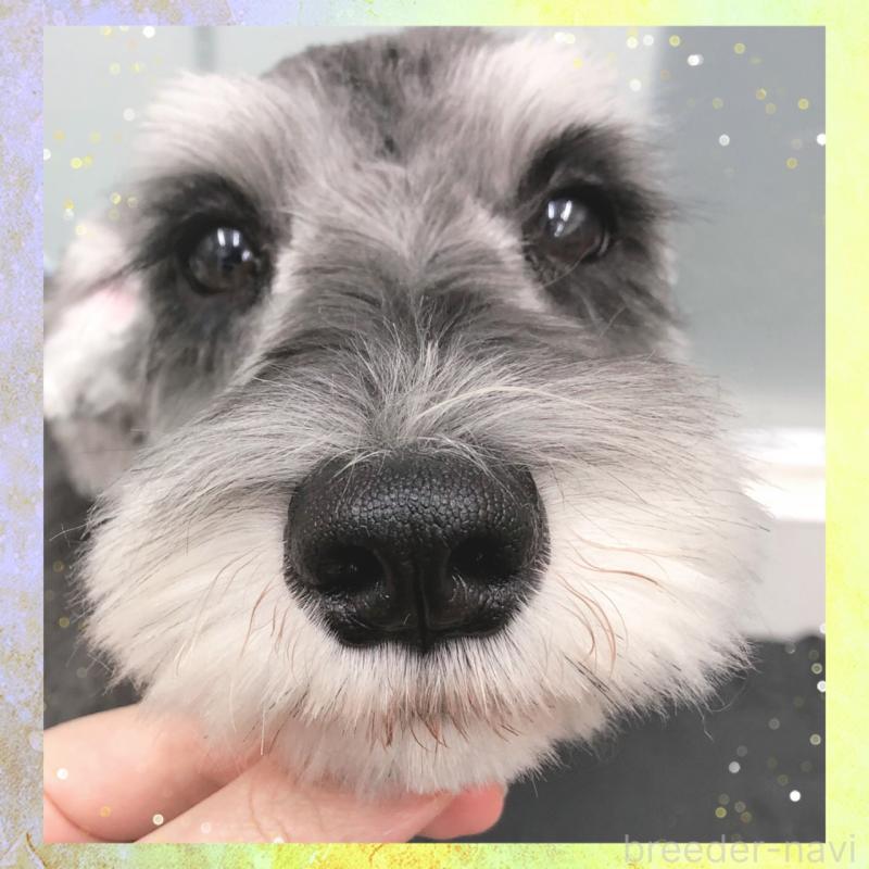 販売中の大阪府のミニチュアシュナウザー-409048