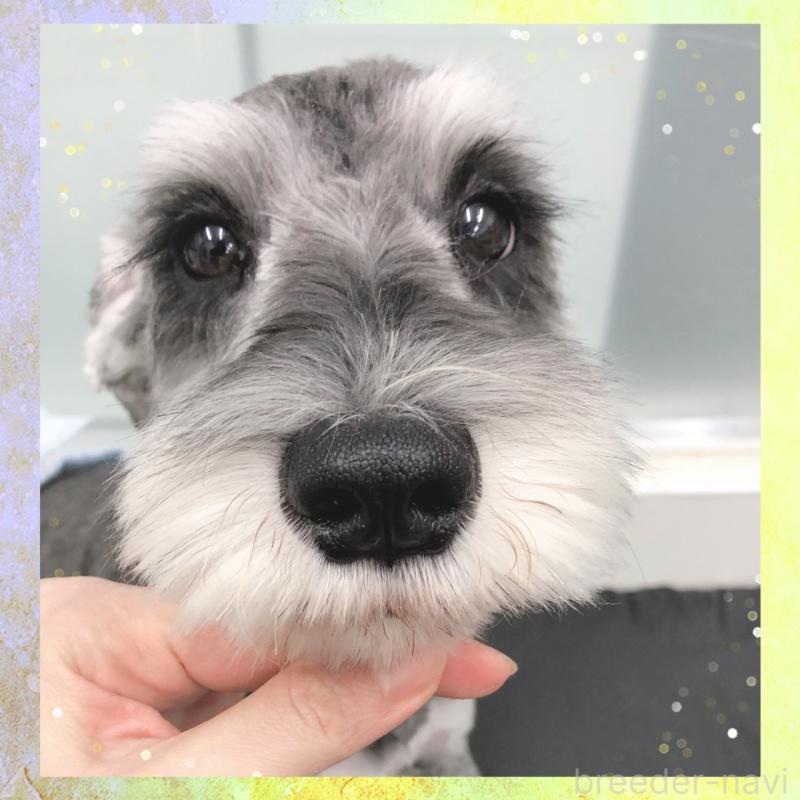 販売中の大阪府のミニチュアシュナウザー-409048の5枚目