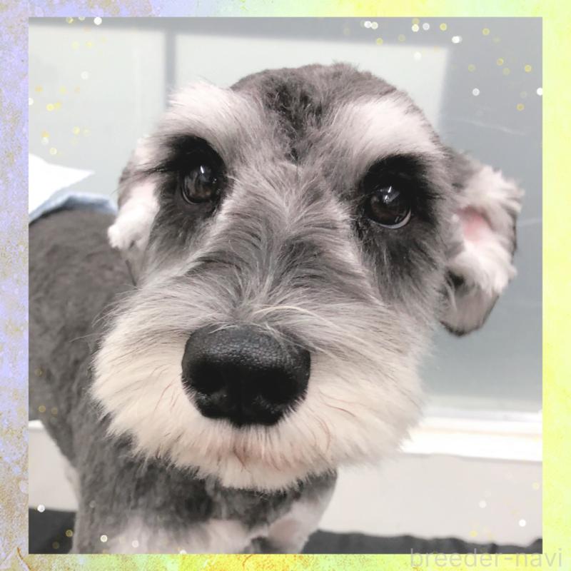 販売中の大阪府のミニチュアシュナウザー-409048の4枚目