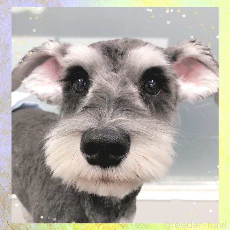 販売中の大阪府のミニチュアシュナウザー-409048の3枚目