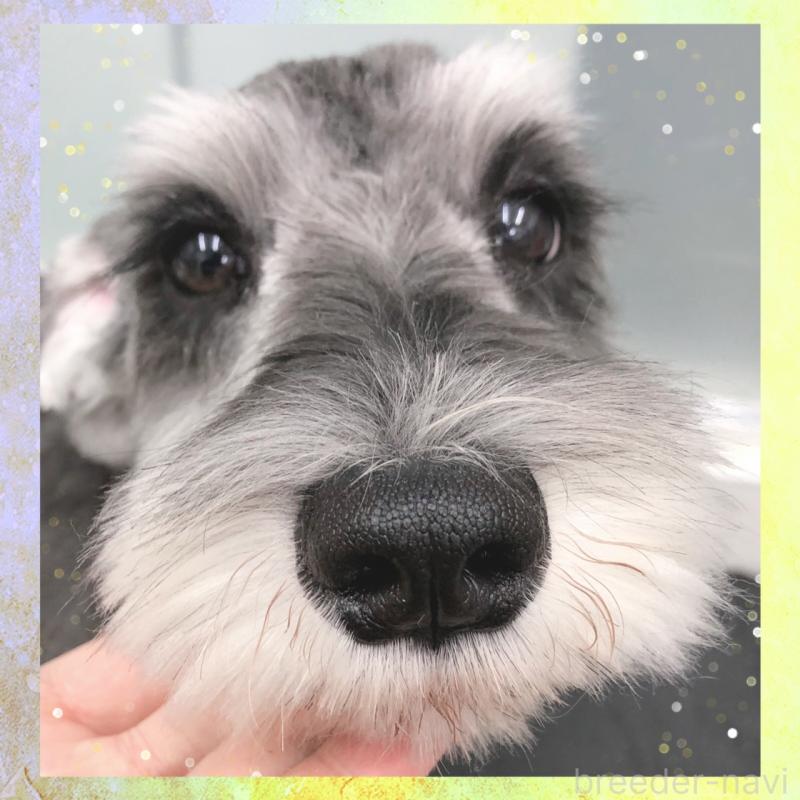 販売中の大阪府のミニチュアシュナウザー-409048の2枚目