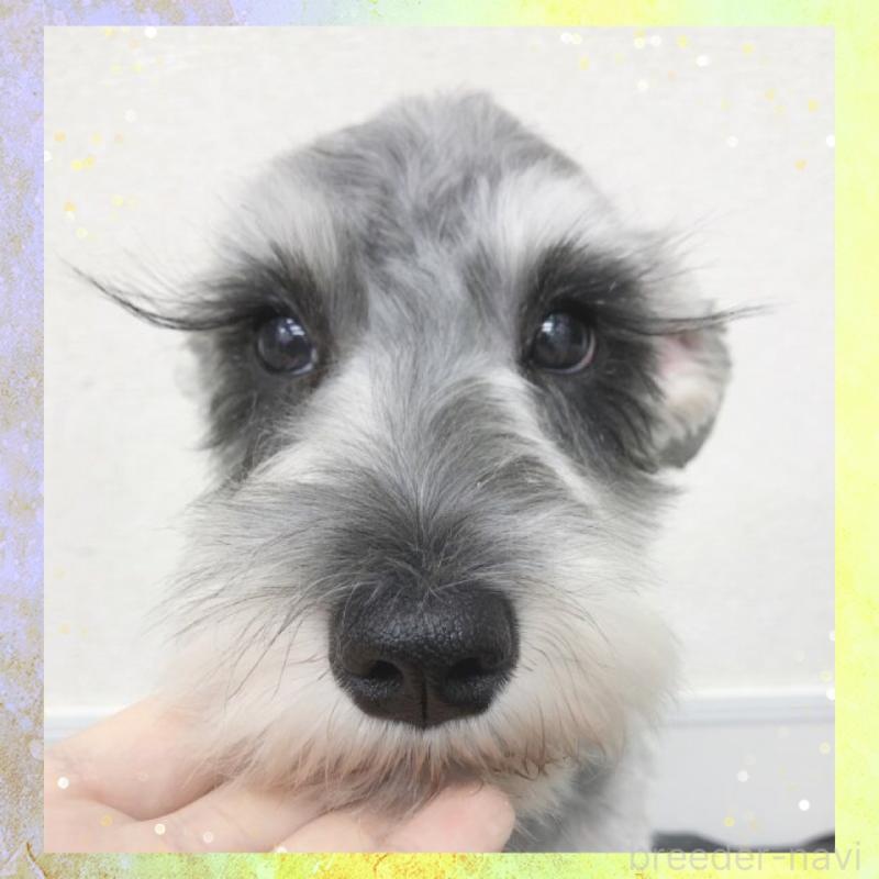 販売中の大阪府のミニチュアシュナウザー-409049