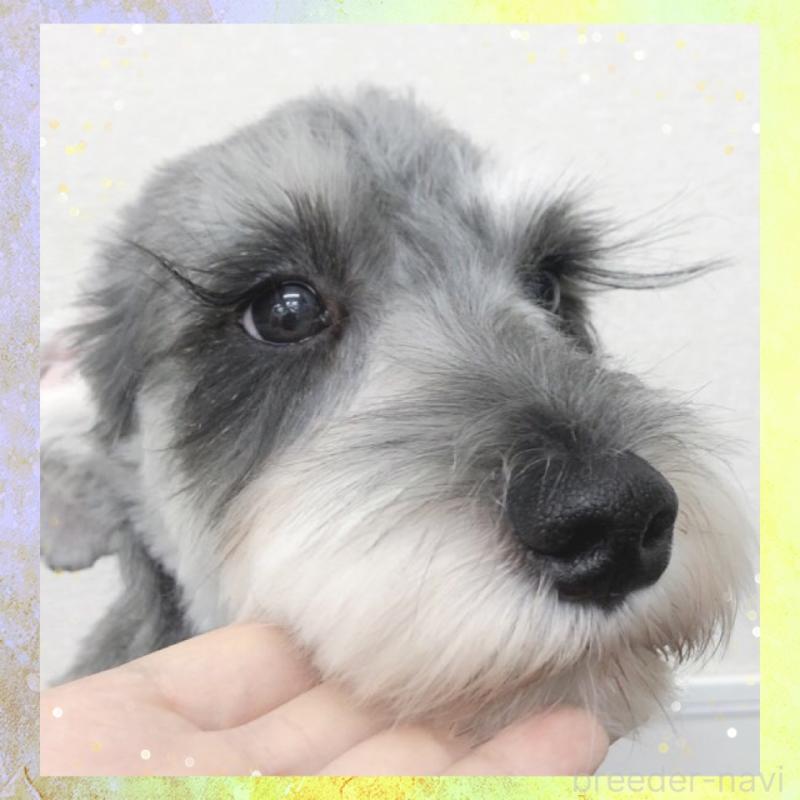 販売中の大阪府のミニチュアシュナウザー-409049の8枚目