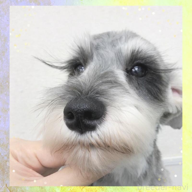 販売中の大阪府のミニチュアシュナウザー-409049の7枚目