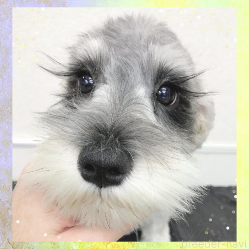 販売中の大阪府のミニチュアシュナウザー-409049の6枚目