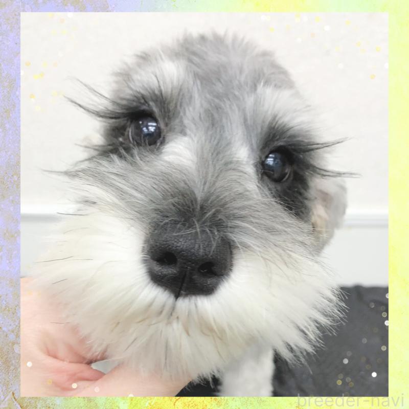 販売中の大阪府のミニチュアシュナウザー-409049の5枚目