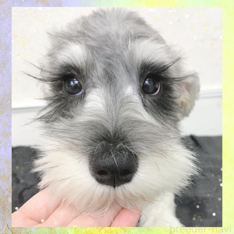 販売中の大阪府のミニチュアシュナウザー-409049の4枚目