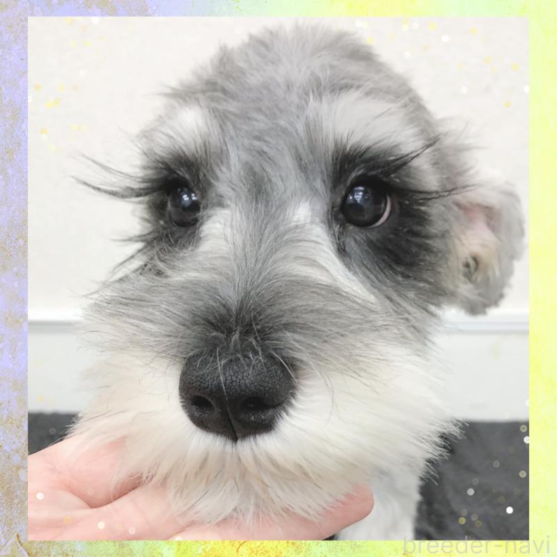 販売中の大阪府のミニチュアシュナウザー-409049の3枚目