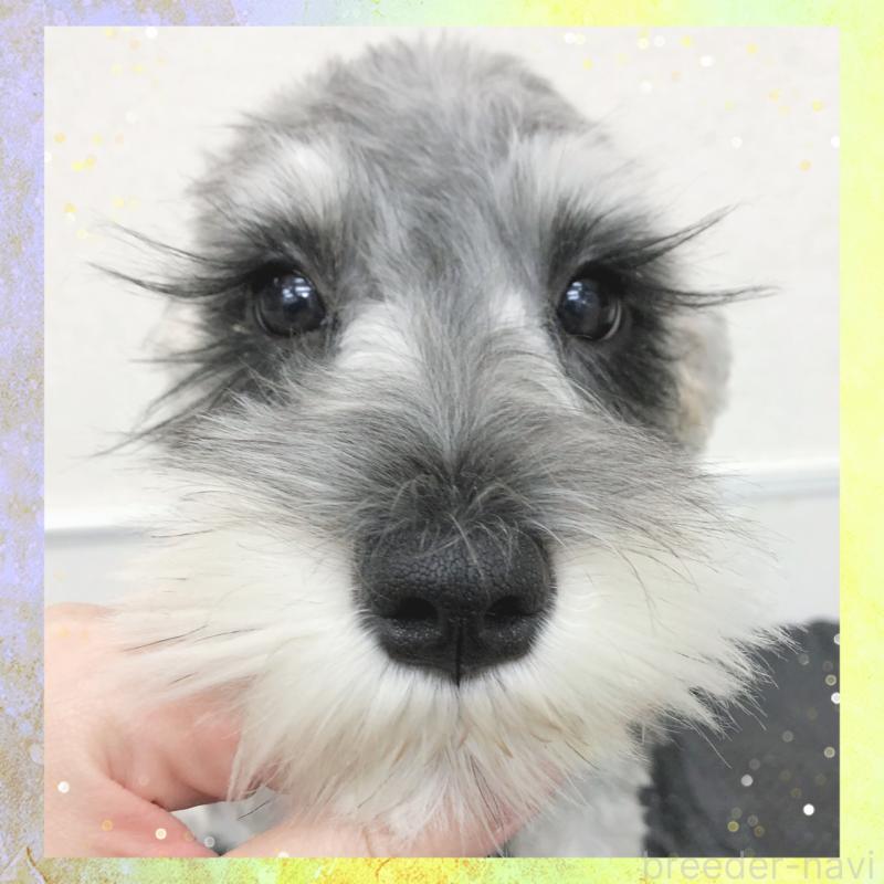 販売中の大阪府のミニチュアシュナウザー-409049の2枚目