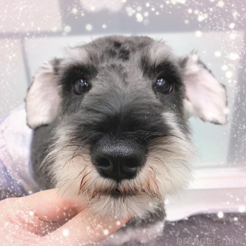 販売中の大阪府のミニチュアシュナウザー-408834の5枚目