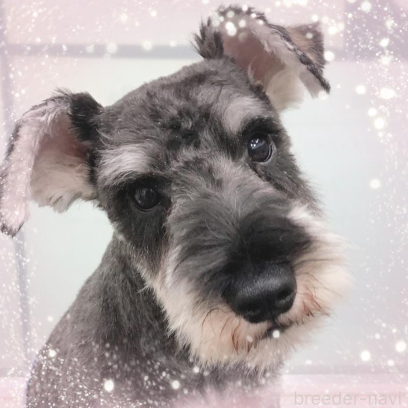 販売中の大阪府のミニチュアシュナウザー-408834の4枚目