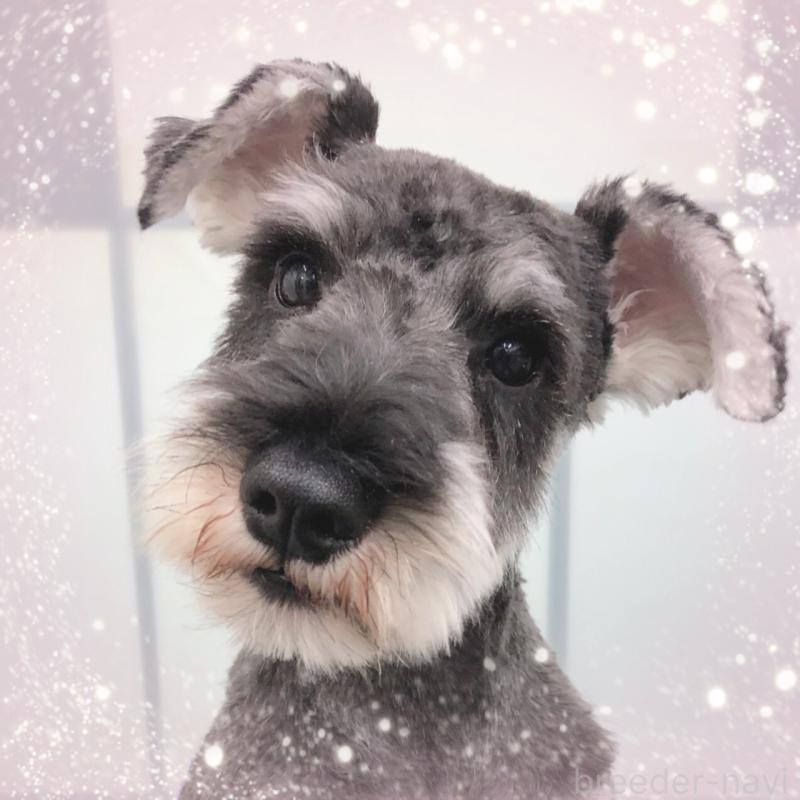 販売中の大阪府のミニチュアシュナウザー-408834の3枚目