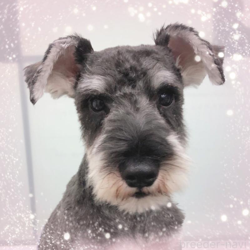 販売中の大阪府のミニチュアシュナウザー-408834の2枚目