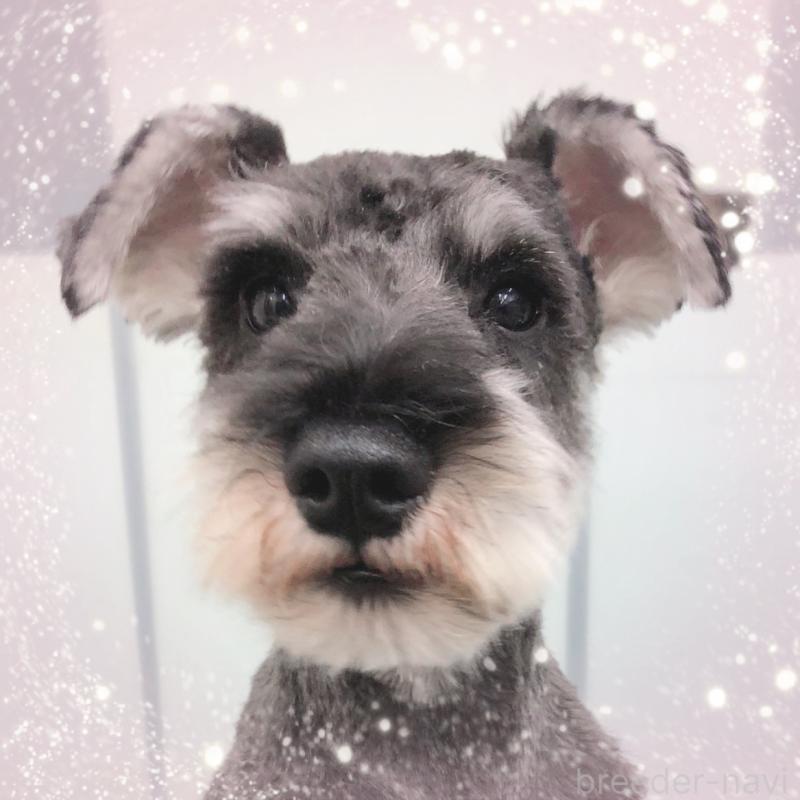 販売中の大阪府のミニチュアシュナウザー-408834