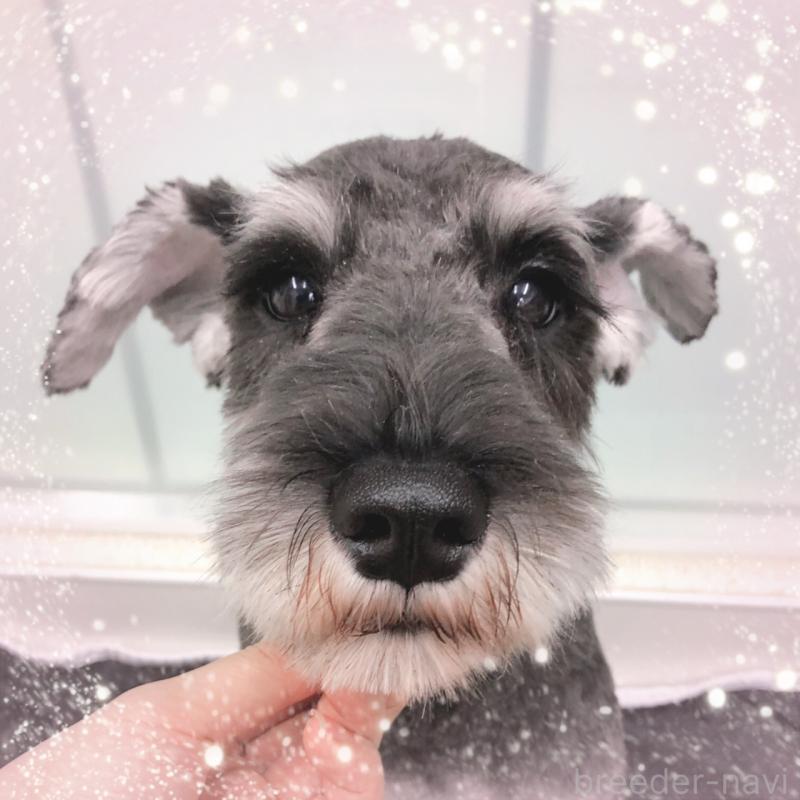 販売中の大阪府のミニチュアシュナウザー-408833