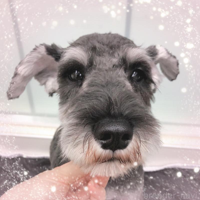 販売中の大阪府のミニチュアシュナウザー-408833の5枚目