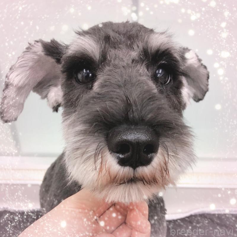 販売中の大阪府のミニチュアシュナウザー-408833の4枚目