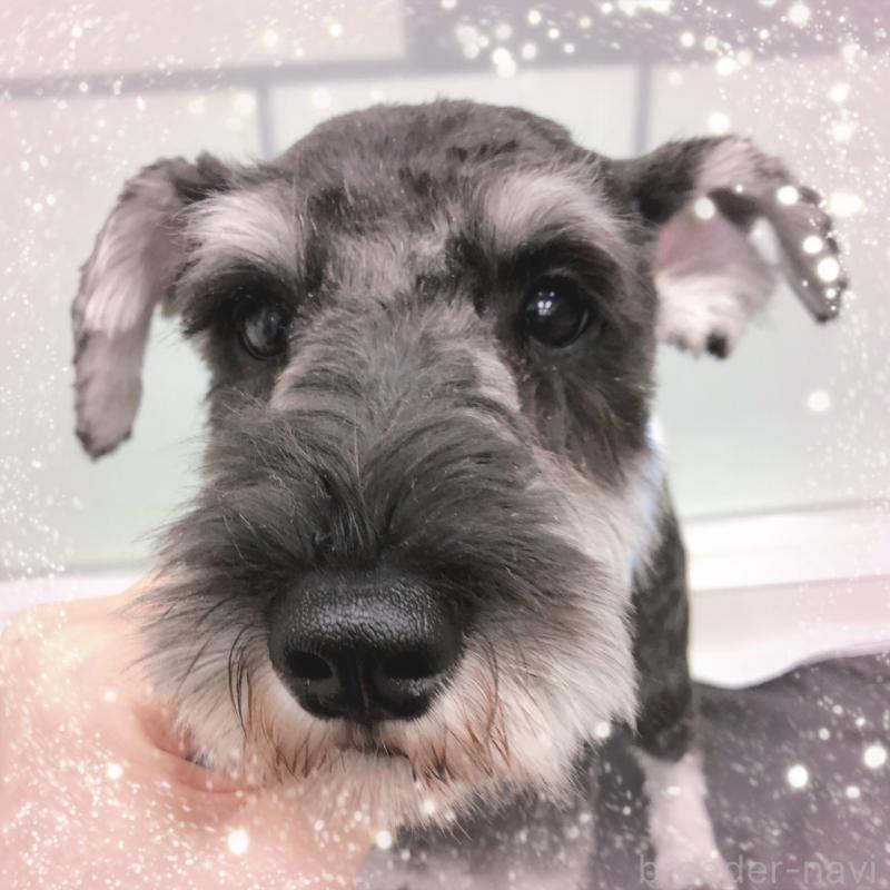 販売中の大阪府のミニチュアシュナウザー-408833の3枚目