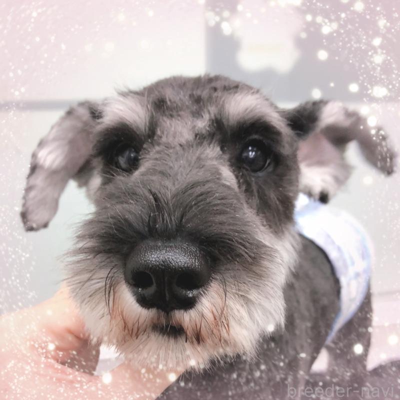 販売中の大阪府のミニチュアシュナウザー-408833の2枚目