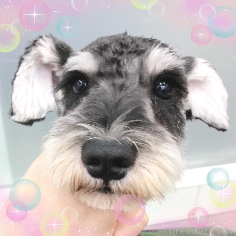 販売中の大阪府のミニチュアシュナウザー-408824の1枚目