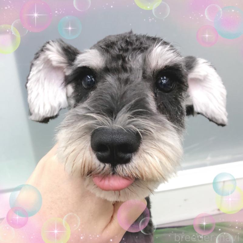 販売中の大阪府のミニチュアシュナウザー-408824の6枚目