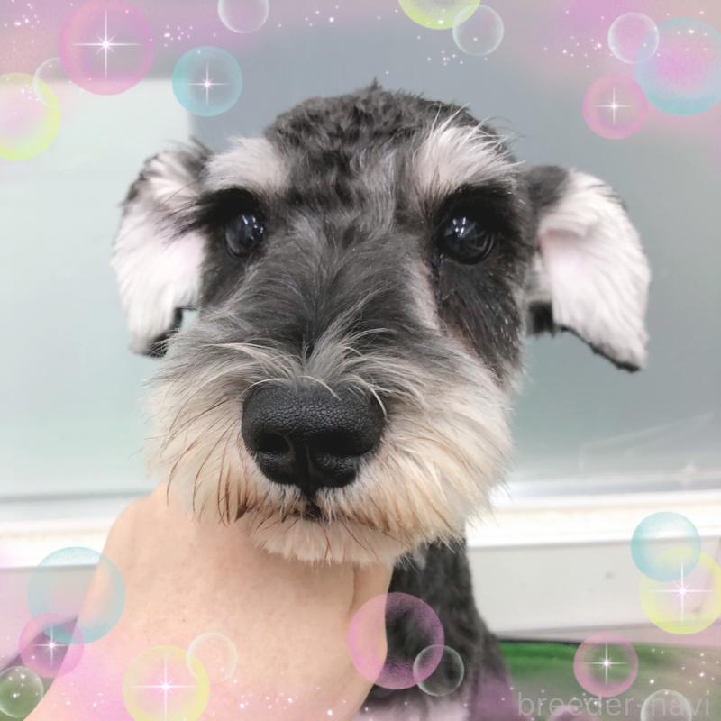 販売中の大阪府のミニチュアシュナウザー-408824の5枚目