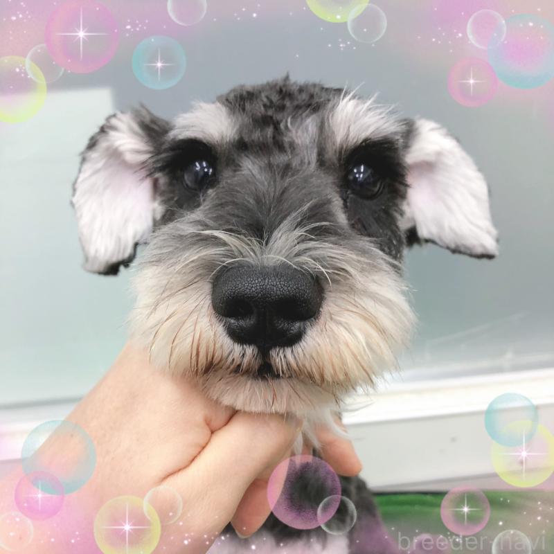 販売中の大阪府のミニチュアシュナウザー-408824の4枚目