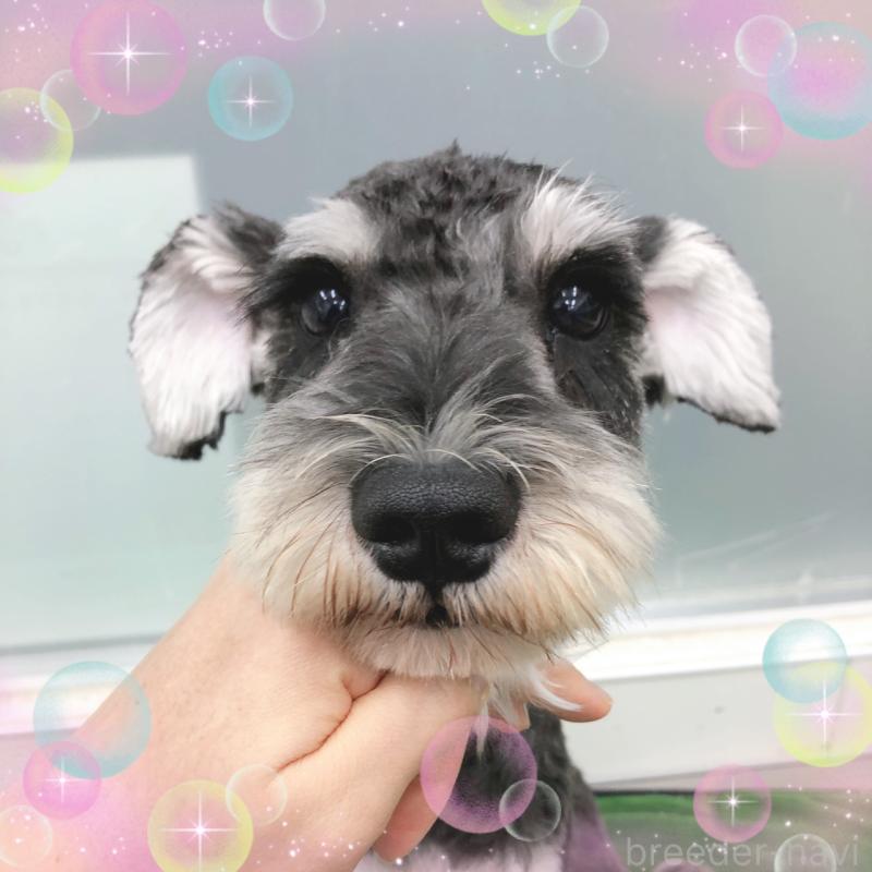 販売中の大阪府のミニチュアシュナウザー-408824の3枚目