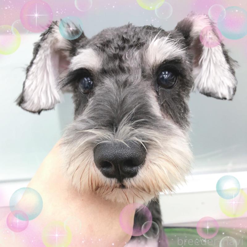 販売中の大阪府のミニチュアシュナウザー-408824の2枚目