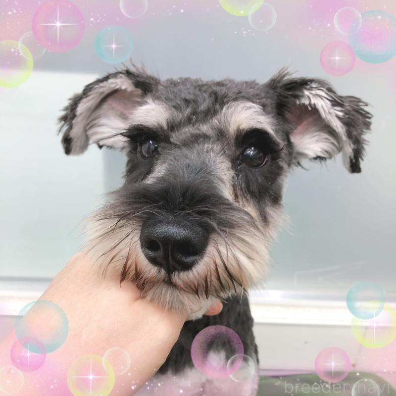 販売中の大阪府のミニチュアシュナウザー-408822の5枚目