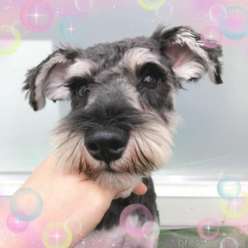 販売中の大阪府のミニチュアシュナウザー-408822の4枚目