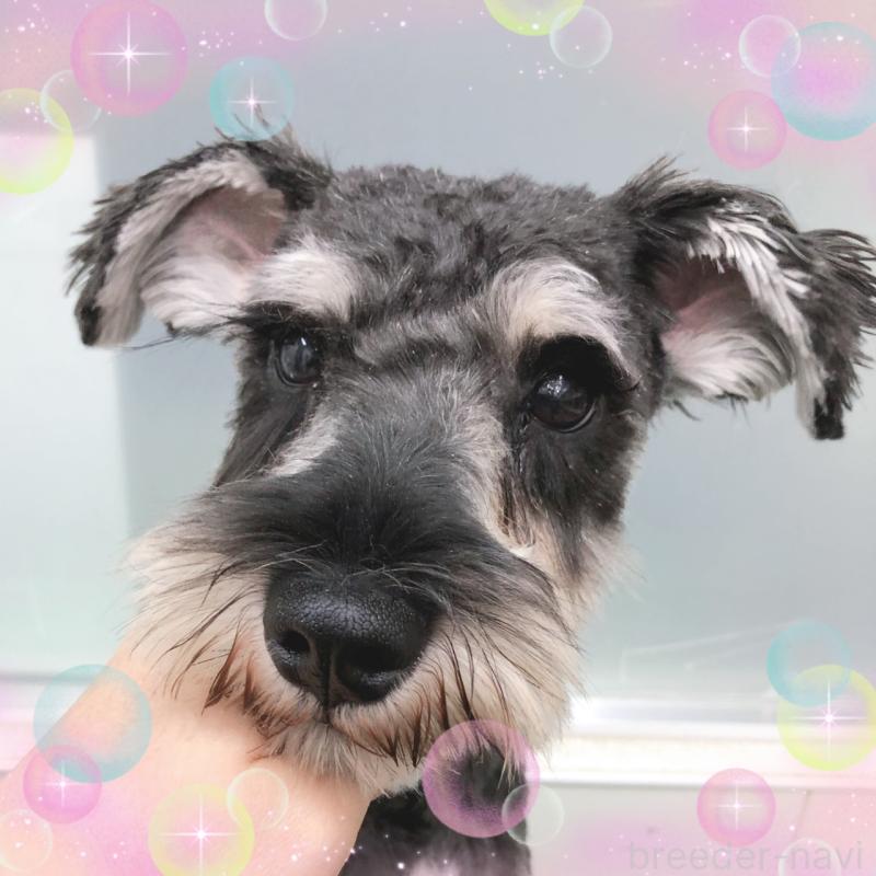 販売中の大阪府のミニチュアシュナウザー-408822の1枚目