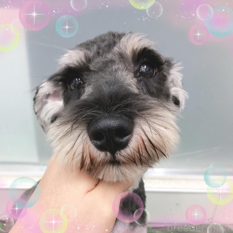 販売中の大阪府のミニチュアシュナウザー-408822の3枚目