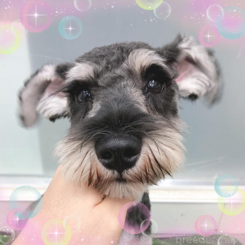 販売中の大阪府のミニチュアシュナウザー-408822の2枚目