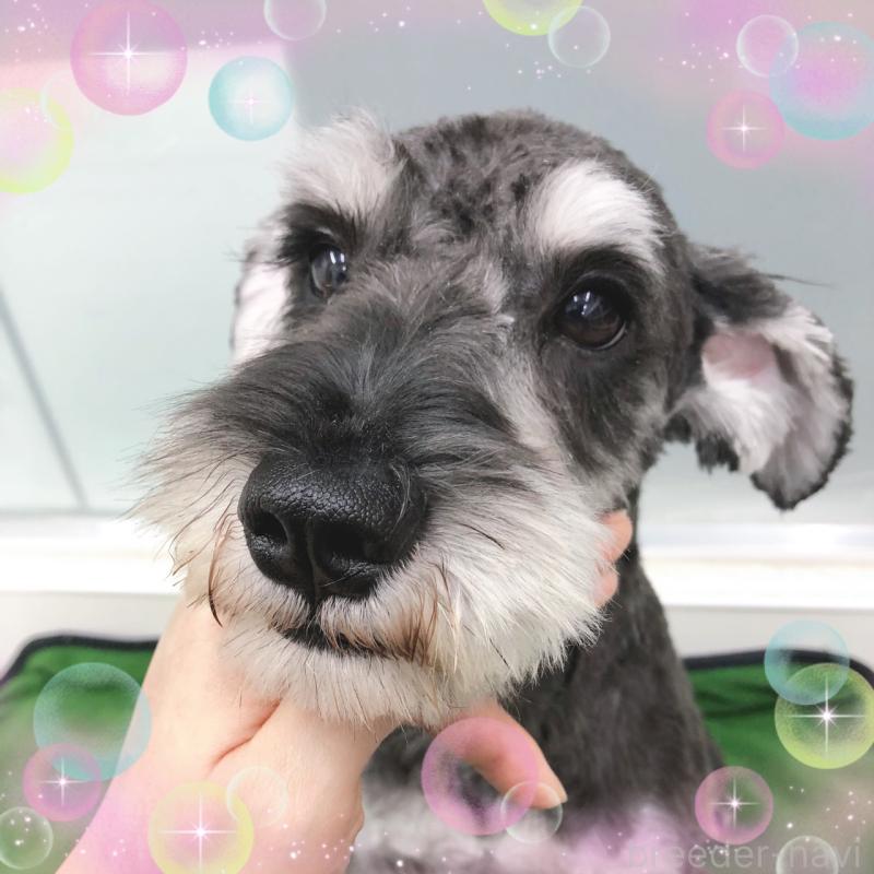 販売中の大阪府のミニチュアシュナウザー-408823の5枚目