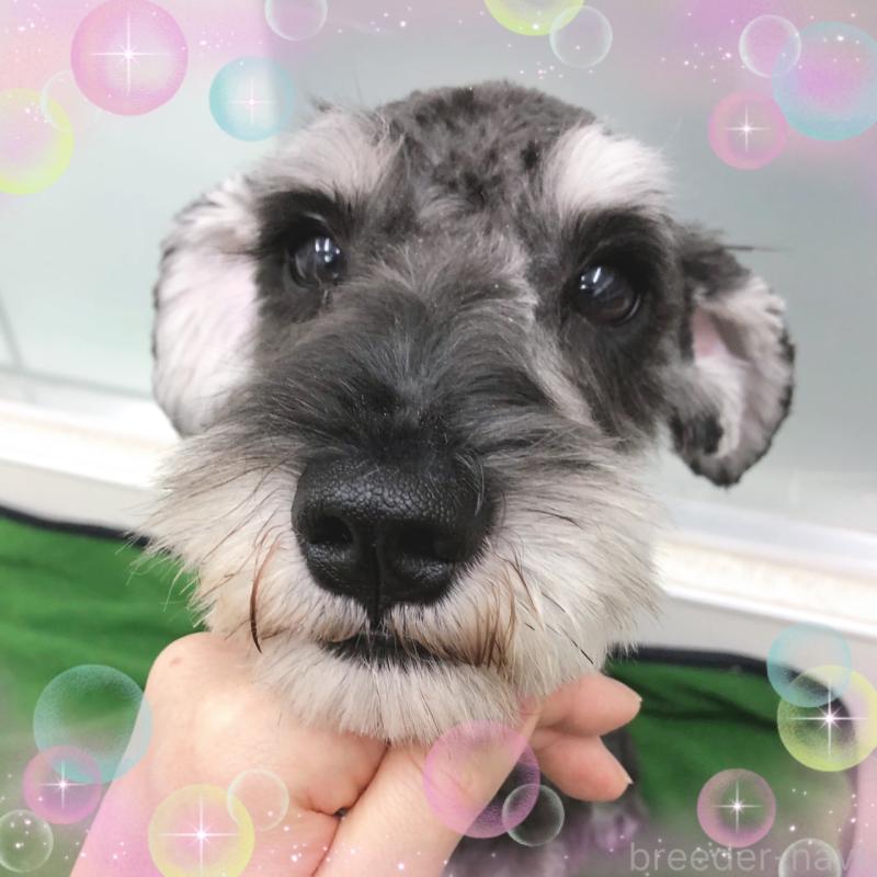 販売中の大阪府のミニチュアシュナウザー-408823の1枚目