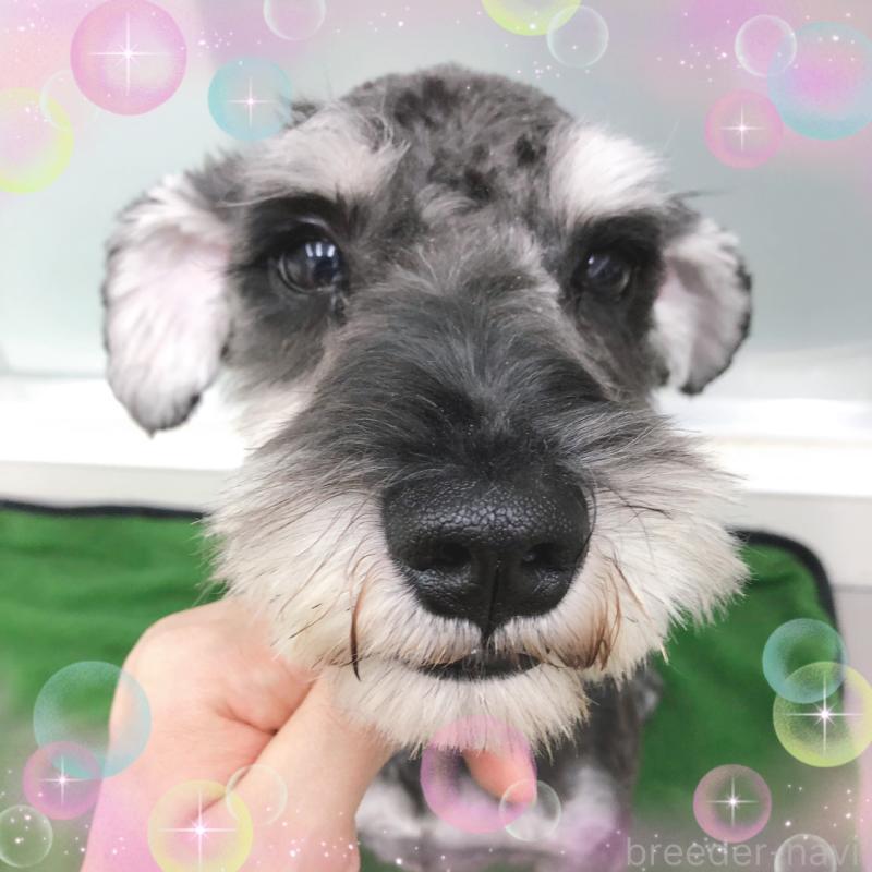 販売中の大阪府のミニチュアシュナウザー-408823の4枚目