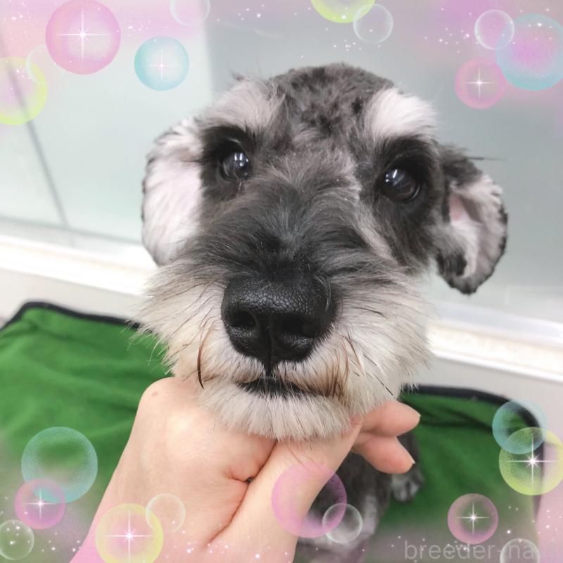 販売中の大阪府のミニチュアシュナウザー-408823の3枚目