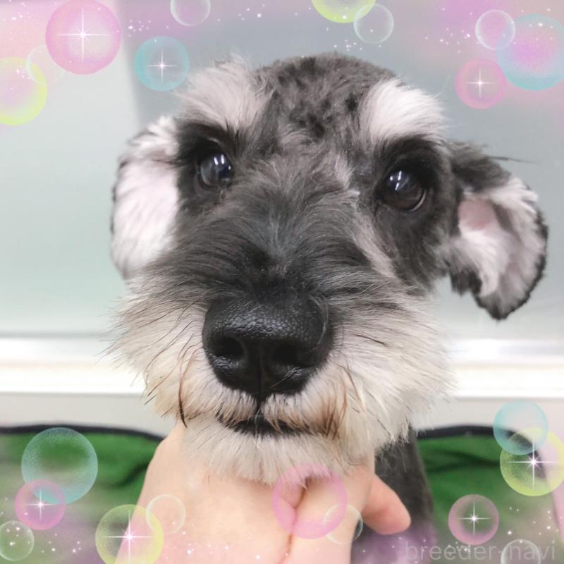 販売中の大阪府のミニチュアシュナウザー-408823の2枚目