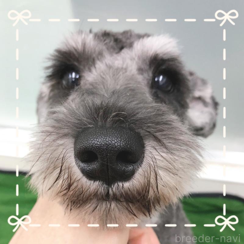 販売中の大阪府のミニチュアシュナウザー-408673の1枚目