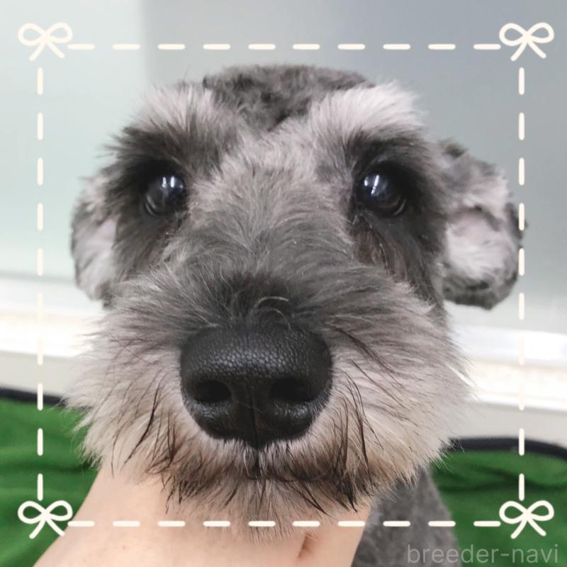 販売中の大阪府のミニチュアシュナウザー-408673の5枚目