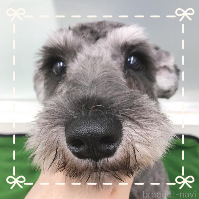 販売中の大阪府のミニチュアシュナウザー-408673の4枚目