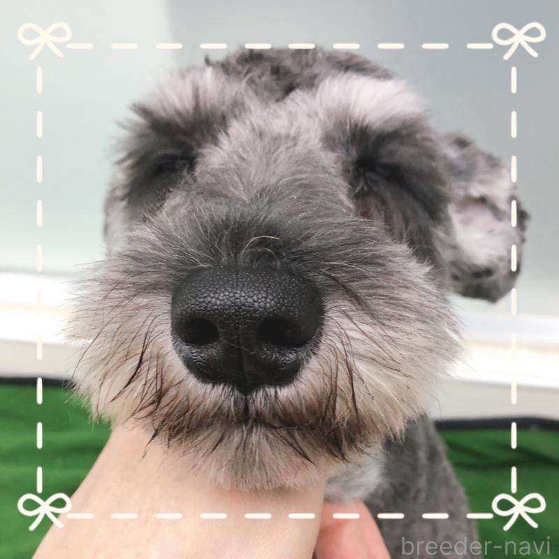 販売中の大阪府のミニチュアシュナウザー-408673の3枚目