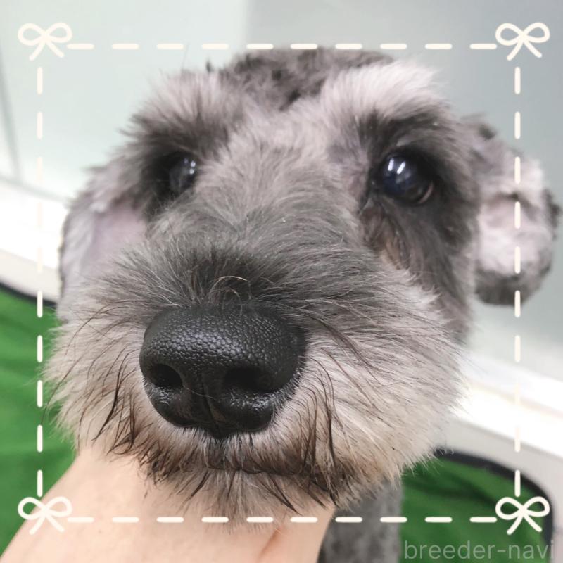 販売中の大阪府のミニチュアシュナウザー-408673の2枚目