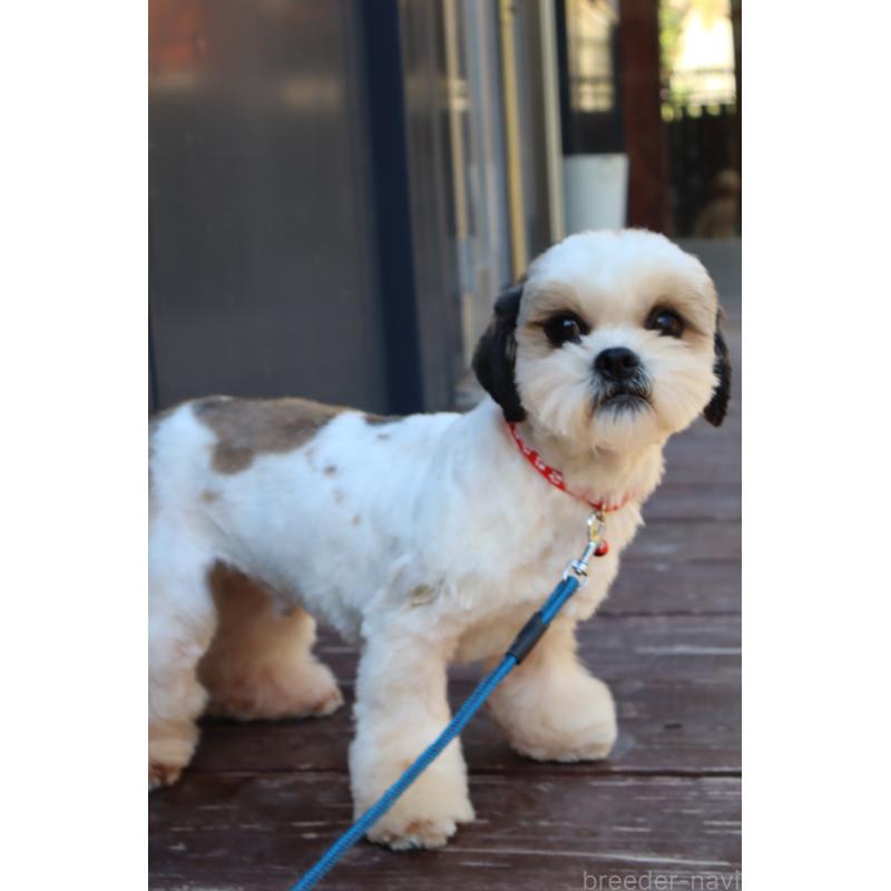 販売中の山口県のシーズー-344688の4枚目