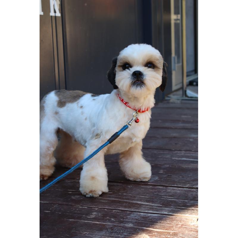 販売中の山口県のシーズー-344688の3枚目