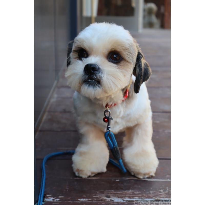 販売中の山口県のシーズー-344688の2枚目