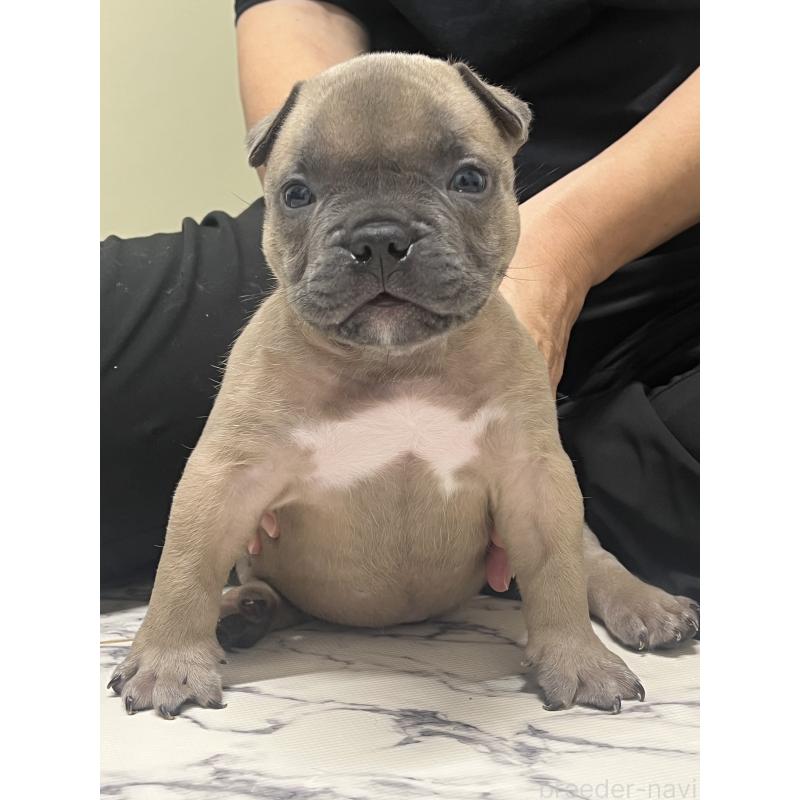 成約済の大阪府のアメリカンブリー-426676の2枚目