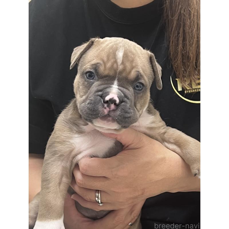 販売中の大阪府のアメリカンブリー-426675