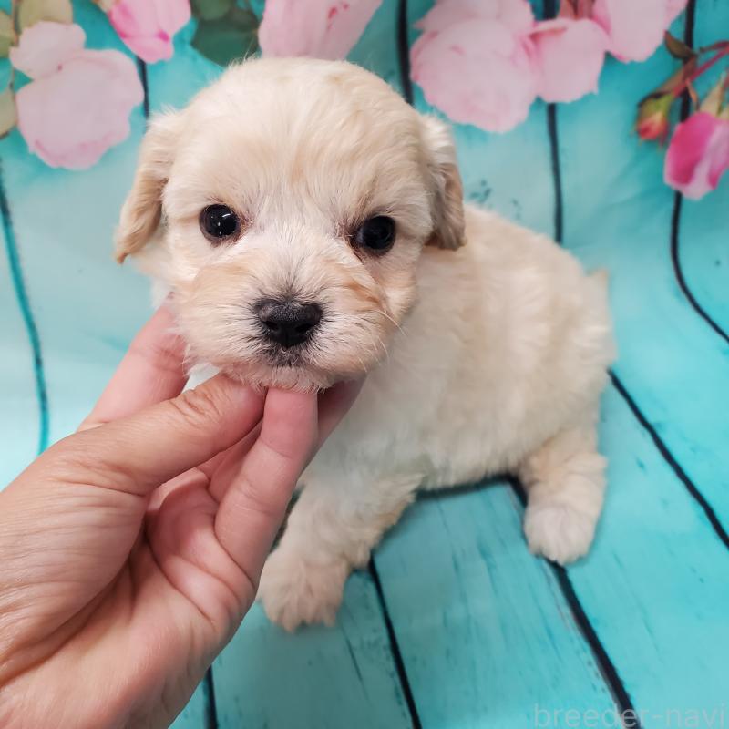 販売中の大阪府のマルプー:マルチーズ×トイプードル-431109の1枚目